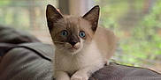 Nikita is registered to the contest to win money with this photo: birman, british_semi_longhair, burmese, carnivore, cat, eye, fawn, felidae, kitten, mammal, munchkin, norwegian_forest_cat, ojos_azules, ragdoll, siamese, small_to_medium_sized_cats, snowshoe, turkish_angora, vertebrate, whiskers