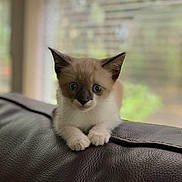 Nikita is registered to the contest to win money with this photo: asian, balinese, birman, burmese, carnivore, cat, domestic_short_haired_cat, eye, fawn, felidae, kitten, mammal, munchkin, ojos_azules, ragdoll, siamese, small_to_medium_sized_cats, thai, vertebrate, whiskers