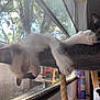 Nikita joined the competition — help win amazing prizes! balinese, british_shorthair, burmese, carnivore, cat, fawn, felidae, russian_blue, siamese, small_to_medium_sized_cats, tail, thai, tonkinese