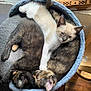 Nikita joined the competition — help win amazing prizes! carnivore, cat, cat_bed, domestic_short_haired_cat, european_shorthair, fawn, felidae, kitten, mammal, small_to_medium_sized_cats, thai, whiskers