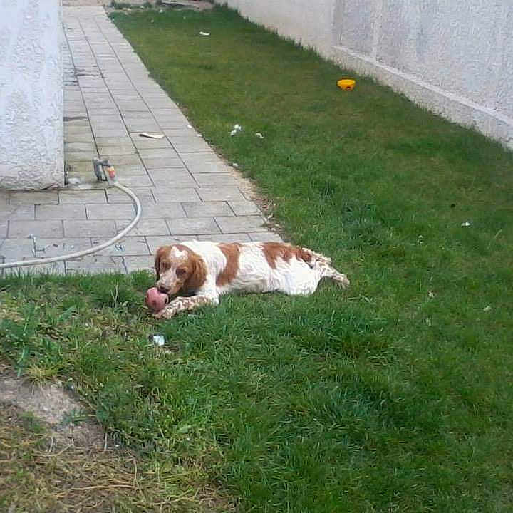 Hop participe au concours pour gagner de l'argent avec cette photo : animal, backyard, ball, canine, dog, football, grass, hound, lawn, nature, outdoors, path, pet, plant, pointer, pottedplant, puppy, sidewalk, soccer, yard