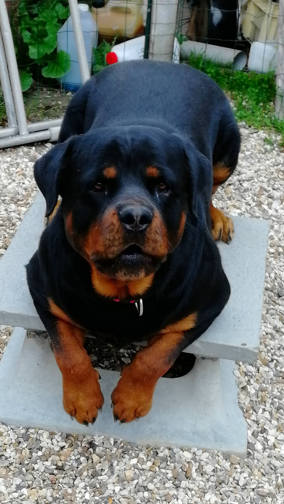 Tonnerre a rejoint le concours — aidez-le/la à gagner de superbes lots ! austrian_black_and_tan_hound, canidae, carlin_pinscher, carnivore, companion_dog, dog, dog_breed, fawn, hunting_dog, mammal, molosser, polish_hunting_dog, rare_breed_dog, rottweiler, snout, sporting_group, vertebrate, working_dog