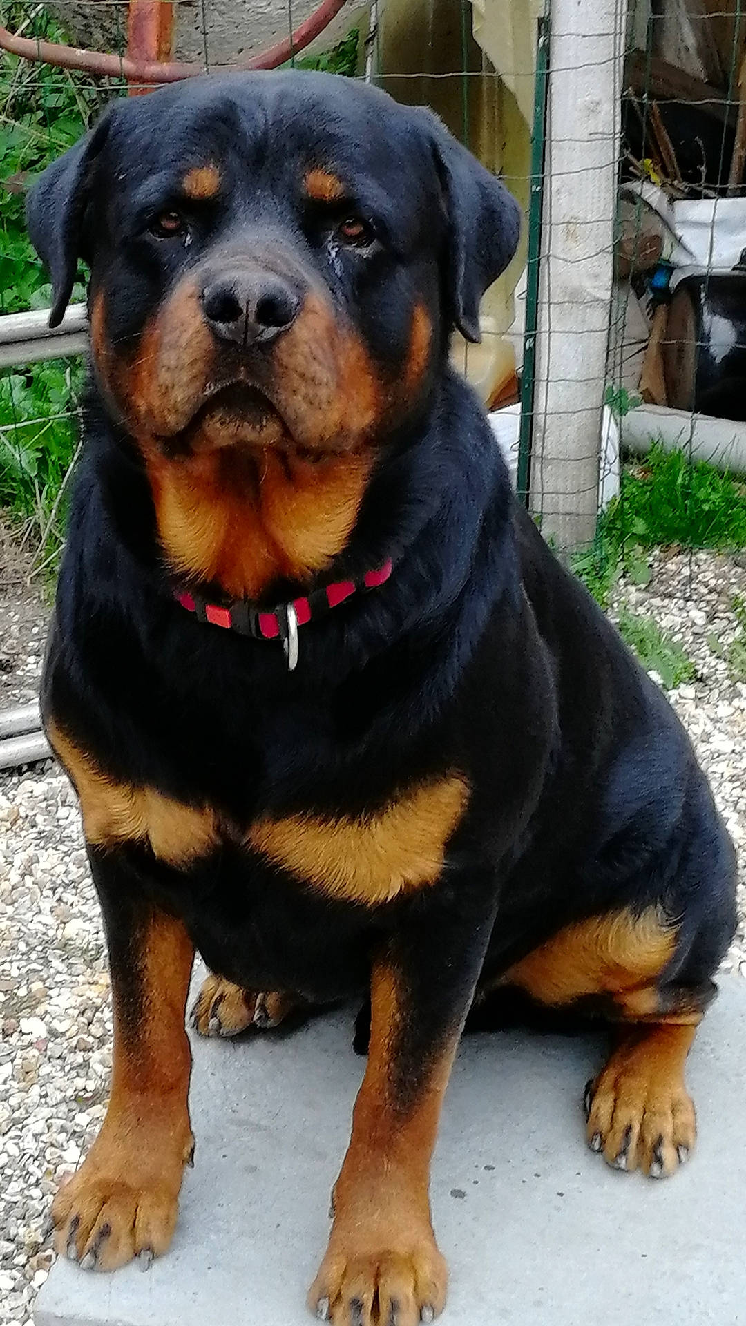 Tonnerre a rejoint le concours — aidez-le/la à gagner de superbes lots ! ancient_dog_breeds, canidae, carlin_pinscher, carnivore, companion_dog, dog, dog_breed, fawn, giant_dog_breed, mammal, molosser, puppy, rare_breed_dog, rottweiler, snout, vertebrate