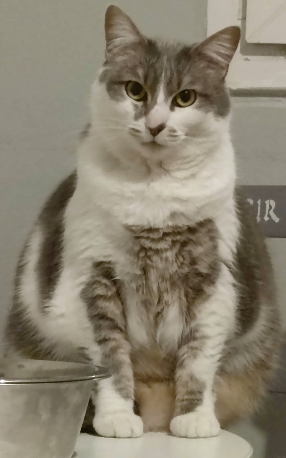 Caline participe au concours pour gagner de l'argent avec cette photo : carnivore, cat, claw, domestic_short_haired_cat, eye, felidae, fur, iris, monochrome, monochrome_photography, paw, serveware, sitting, small_to_medium_sized_cats, snout, tail, terrestrial_animal, whiskers, window