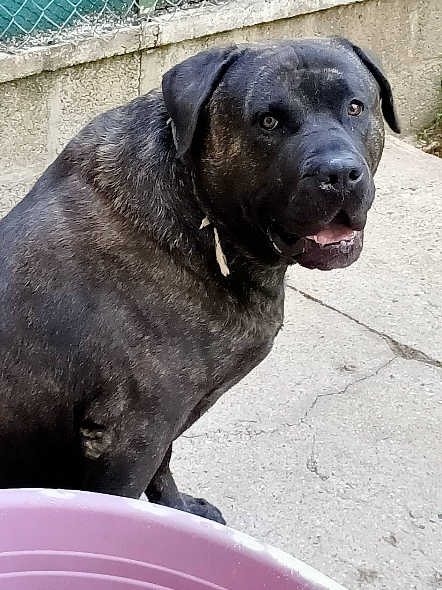 Arow participe au concours pour gagner de l'argent avec cette photo : bandog, cane_corso, canidae, carnivore, dog, dog_breed, fawn, guard_dog, mammal, molosser, perro_de_presa_canario, snout, sporting_group, vertebrate