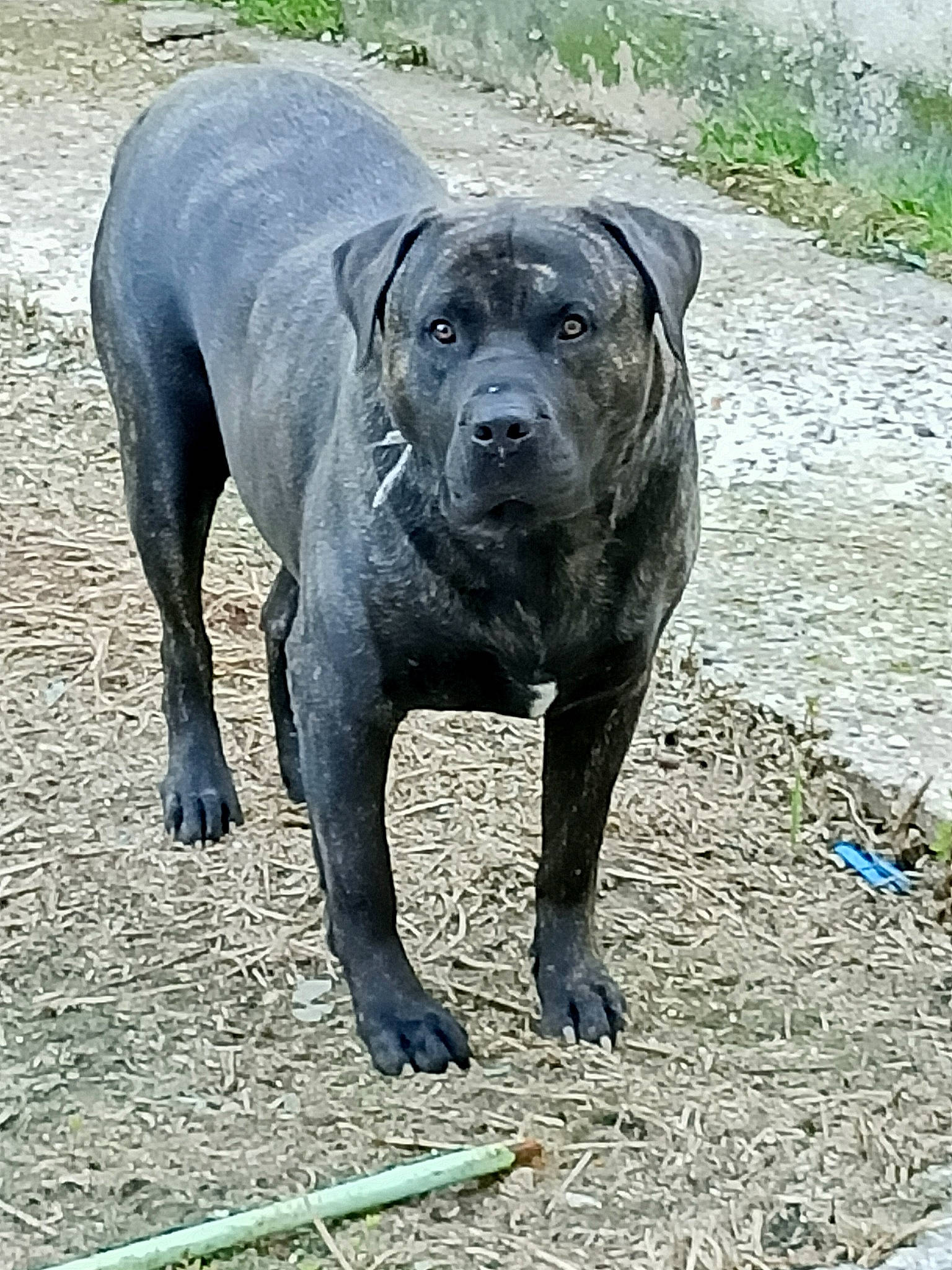 Arow a rejoint le concours — aidez-le/la à gagner de superbes lots ! alaunt, american_pit_bull_terrier, american_staffordshire_terrier, ancient_dog_breeds, bandog, cane_corso, canidae, carnivore, dog, dog_breed, dogo_sardesco, mammal, molosser, non_sporting_group, perro_de_presa_canario, perro_de_presa_mallorquin, rare_breed_dog, snout, sporting_group, vertebrate