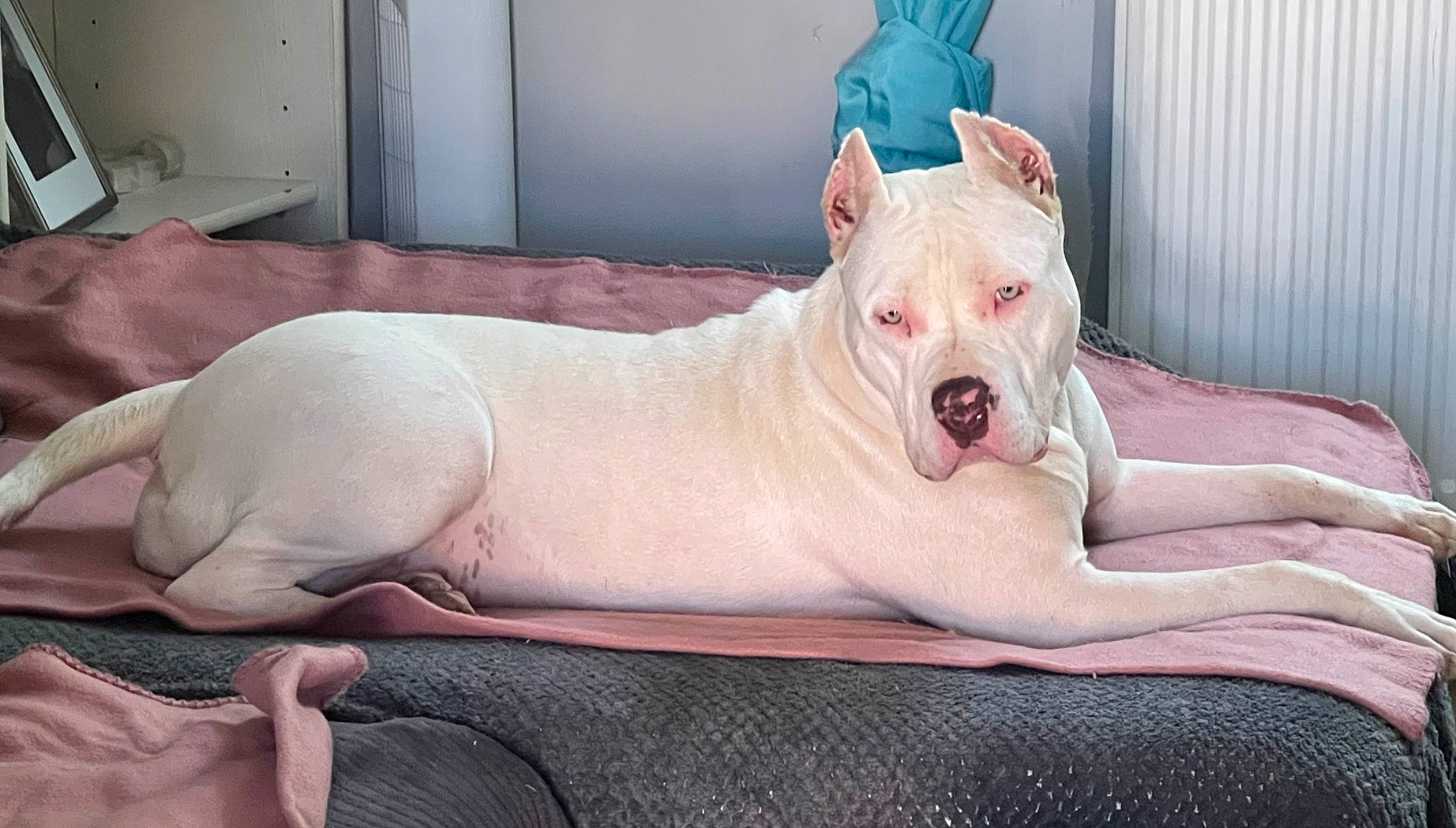 Tessa a rejoint le concours — aidez-le/la à gagner de superbes lots ! canidae, carnivore, comfort, companion_dog, dog, dog_breed, dogo_argentino, fang, fawn, flesh, foot, guard_dog, jaw, smile, snout, sporting_group, tail, terrestrial_animal, whiskers, wrinkle