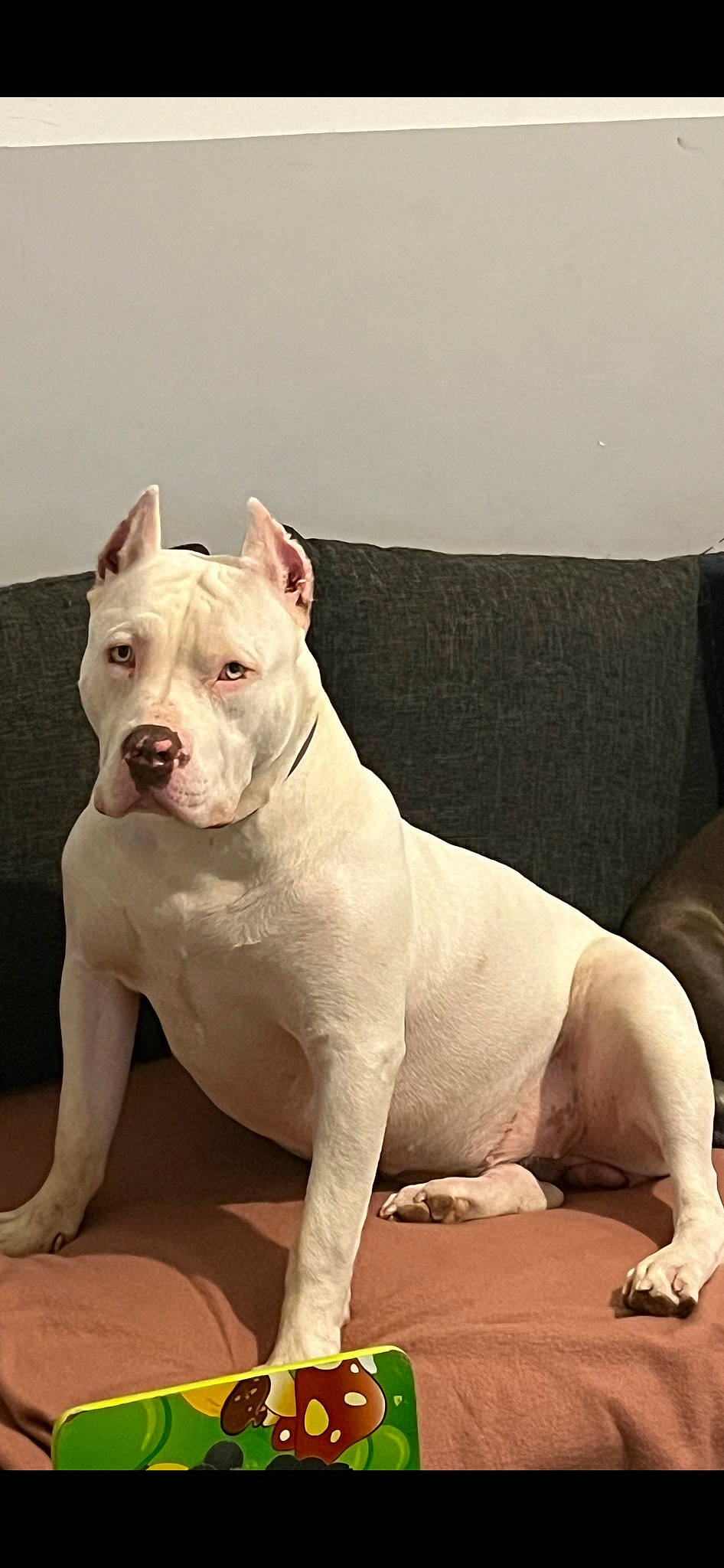 Tessa a rejoint le concours — aidez-le/la à gagner de superbes lots ! ancient_dog_breeds, art, canidae, carnivore, collar, comfort, companion_dog, cordoba_fighting_dog, couch, dog, dog_breed, fawn, non_sporting_group, sleeper_chair, snout, sporting_group, studio_couch, terrestrial_animal, water