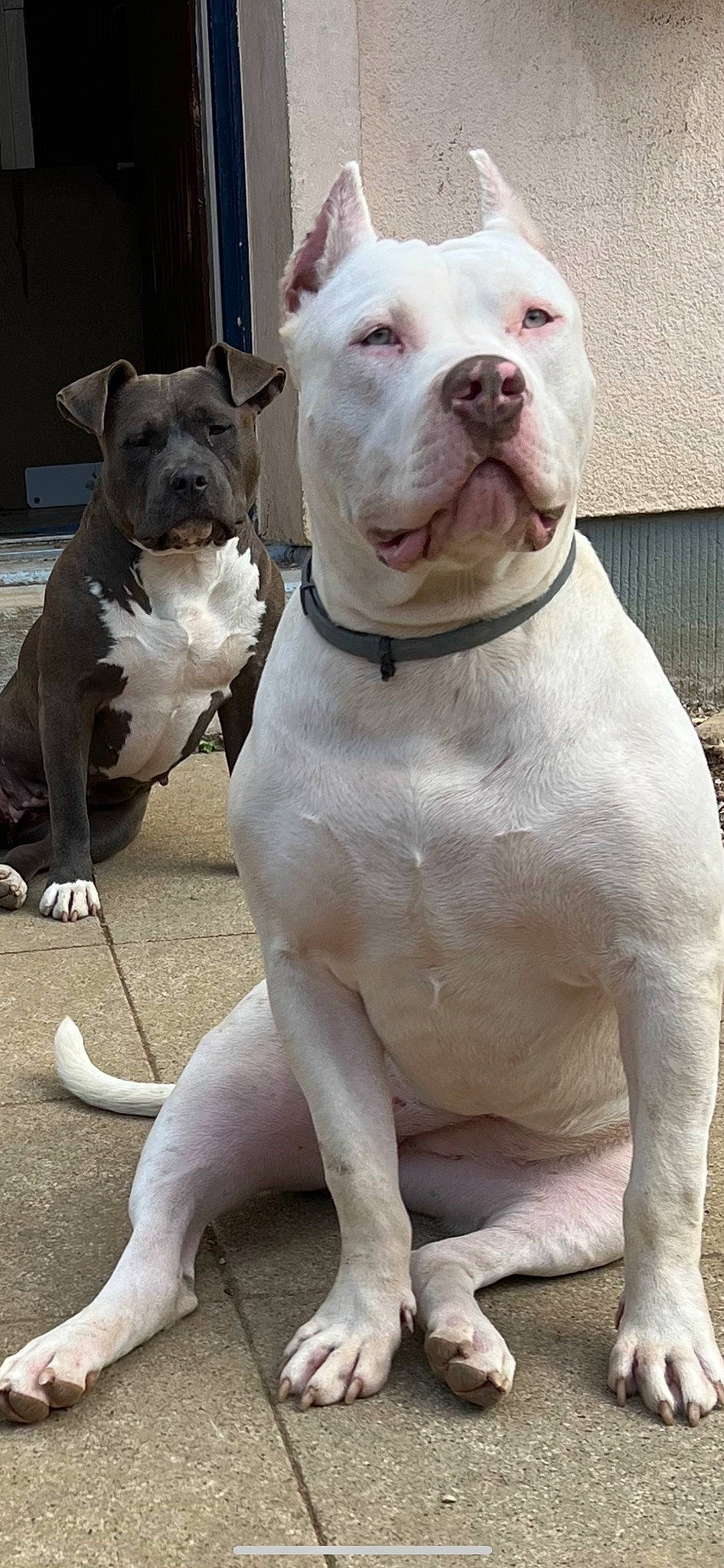 Tessa a rejoint le concours — aidez-le/la à gagner de superbes lots ! ancient_dog_breeds, canidae, carnivore, collar, companion_dog, cordoba_fighting_dog, dog, dog_breed, dog_collar, dogo_guatemalteco, fawn, molosser, non_sporting_group, pet_supply, snout, sporting_group, terrestrial_animal, whiskers, working_animal, working_dog