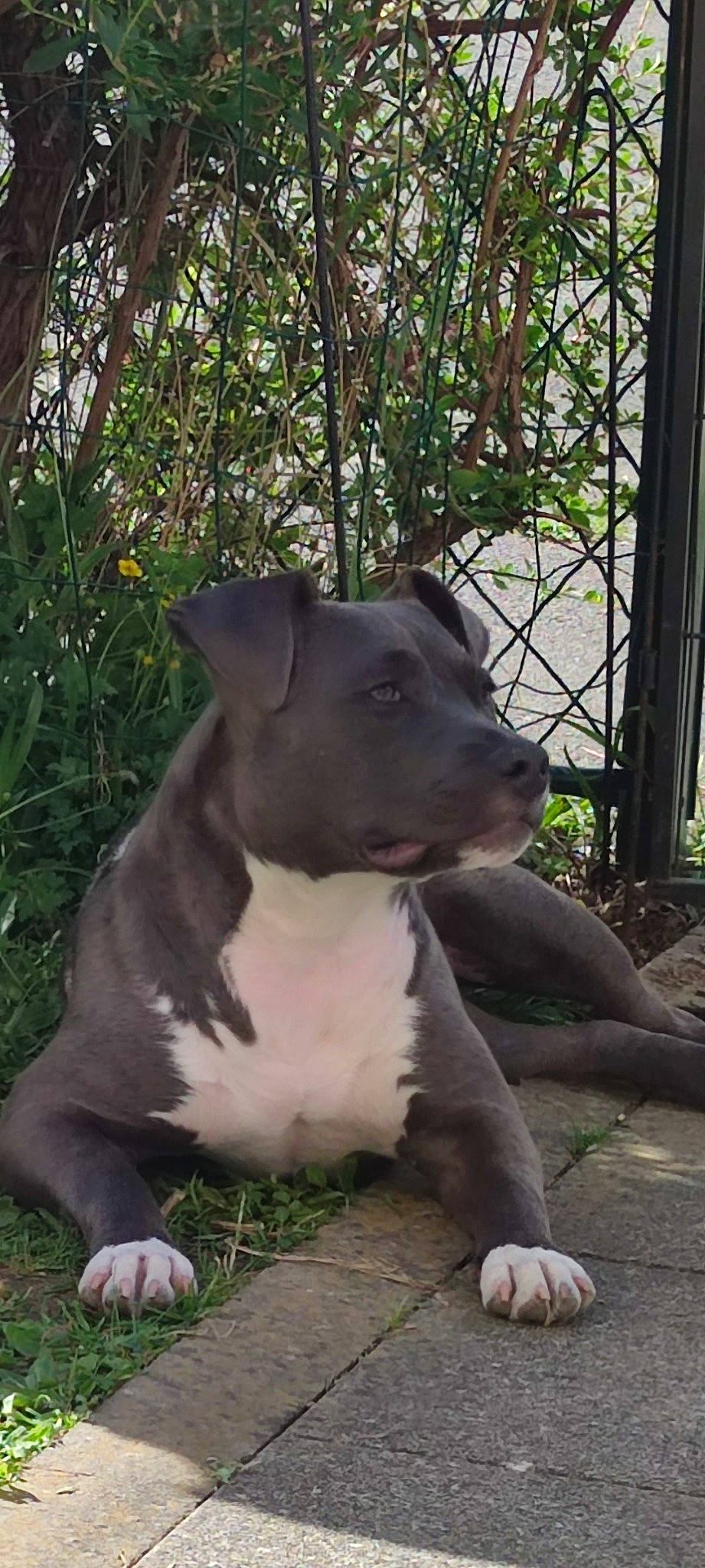 Sia participe au concours pour gagner de l'argent avec cette photo : canidae, carnivore, collar, companion_dog, dog, dog_breed, dog_collar, eye, fawn, fence, foot, grass, non_sporting_group, plant, snout, sporting_group, tail, terrestrial_animal, whiskers, working_animal