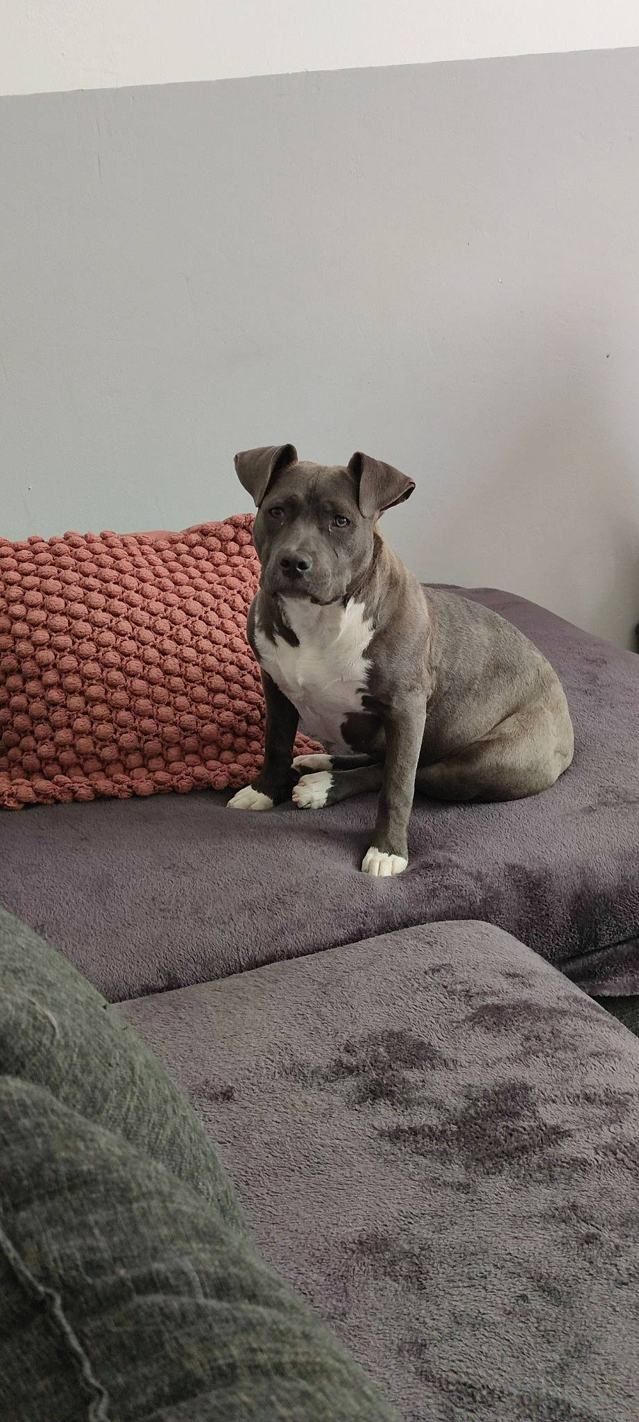 Sia participe au concours pour gagner de l'argent avec cette photo : canidae, carnivore, comfort, companion_dog, couch, dog, dog_breed, fawn, grey, linens, paw, pet_supply, puppy, snout, sporting_group, tail, terrestrial_animal, toy_dog, whiskers, working_animal