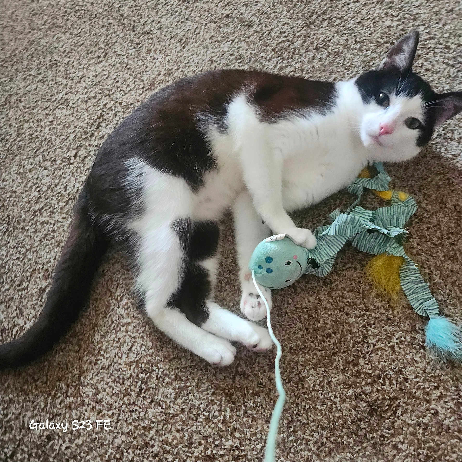 Mr. Cuddles joined the competition — help win amazing prizes! animal, black_and_white, carpet, cat, claw, curious, cute, domestic_cat, ears, eyes, feline, fur, indoor, lying_down, paw, pet, playful, relaxed, toy, whiskers