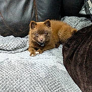 Hunter is registered to the contest to win money with this photo: animal, blanket, brown, comfortable, companion, couch, curious, cute, dog, fluffy, furry, home, indoor, leather, looking, pet, puppy, relaxed, resting, small