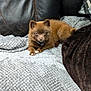 animal, blanket, brown, comfortable, companion, couch, curious, cute, dog, fluffy, furry, home, indoor, leather, looking, pet, puppy, relaxed, resting, small