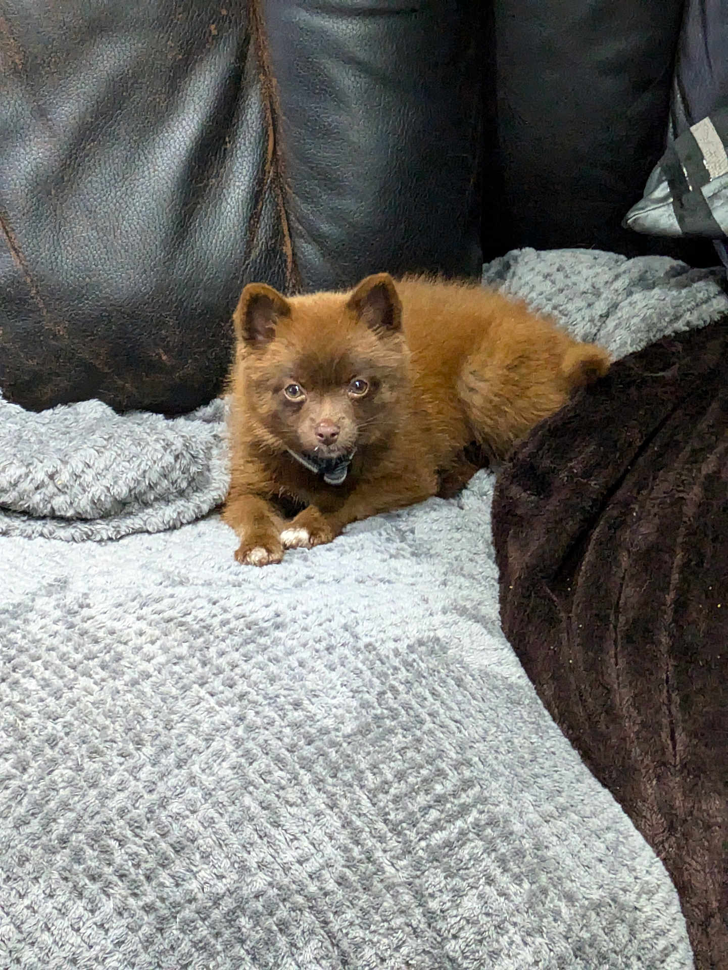 Hunter
