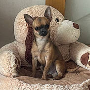 Ares participe au concours pour gagner de l'argent avec cette photo : chihuahua, dog, small_dog, plush_bed, teddy_bear, pet_bed, indoor, brown, cute, alert, furry, animal, canine, sitting, ears_up, soft, comfortable, home, floor, toy