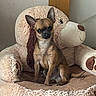 chihuahua, dog, small_dog, plush_bed, teddy_bear, pet_bed, indoor, brown, cute, alert, furry, animal, canine, sitting, ears_up, soft, comfortable, home, floor, toy