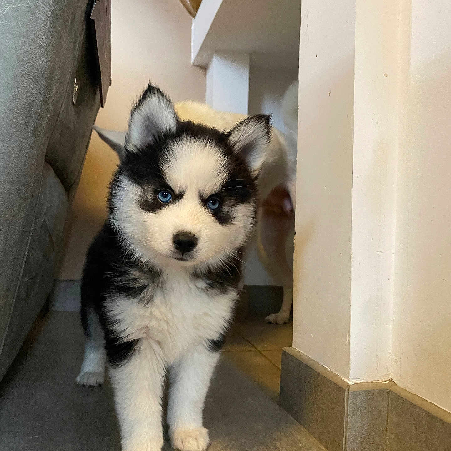 Aïky a rejoint le concours — aidez-le/la à gagner de superbes lots ! animal, black_and_white, blue_eyes, canine, curious, cute, dog, ears, face, floor, fur, husky, indoor, pet, puppy, small, standing, tile, walking, young