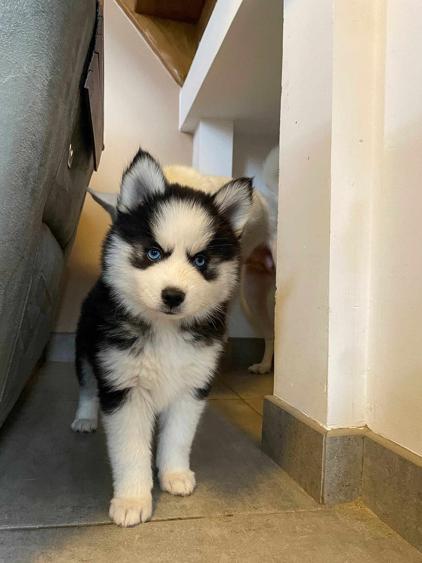 Aïky a rejoint le concours — aidez-le/la à gagner de superbes lots ! animal, black_and_white, blue_eyes, canine, curious, cute, dog, ears, face, floor, fur, husky, indoor, pet, puppy, small, standing, tile, walking, young