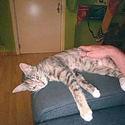 Aquarelle a rejoint le concours — aidez-le/la à gagner de superbes lots ! abyssinian, animal, architecture, building, cat, chair, couch, cushion, door, furniture, homedecor, indoors, interiordesign, kitten, livingroom, manx, person, pet, room, sleeping