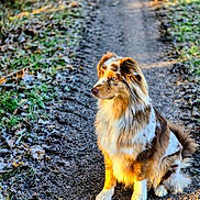 Vick participe au concours pour gagner de l'argent avec cette photo : dog, australian_shepherd, sitting, outdoor, path, dirt, grass, leaves, frost, sunlight, nature, pets, animal, canine, fur, blue_eyes, winter, morning, portrait, attentive