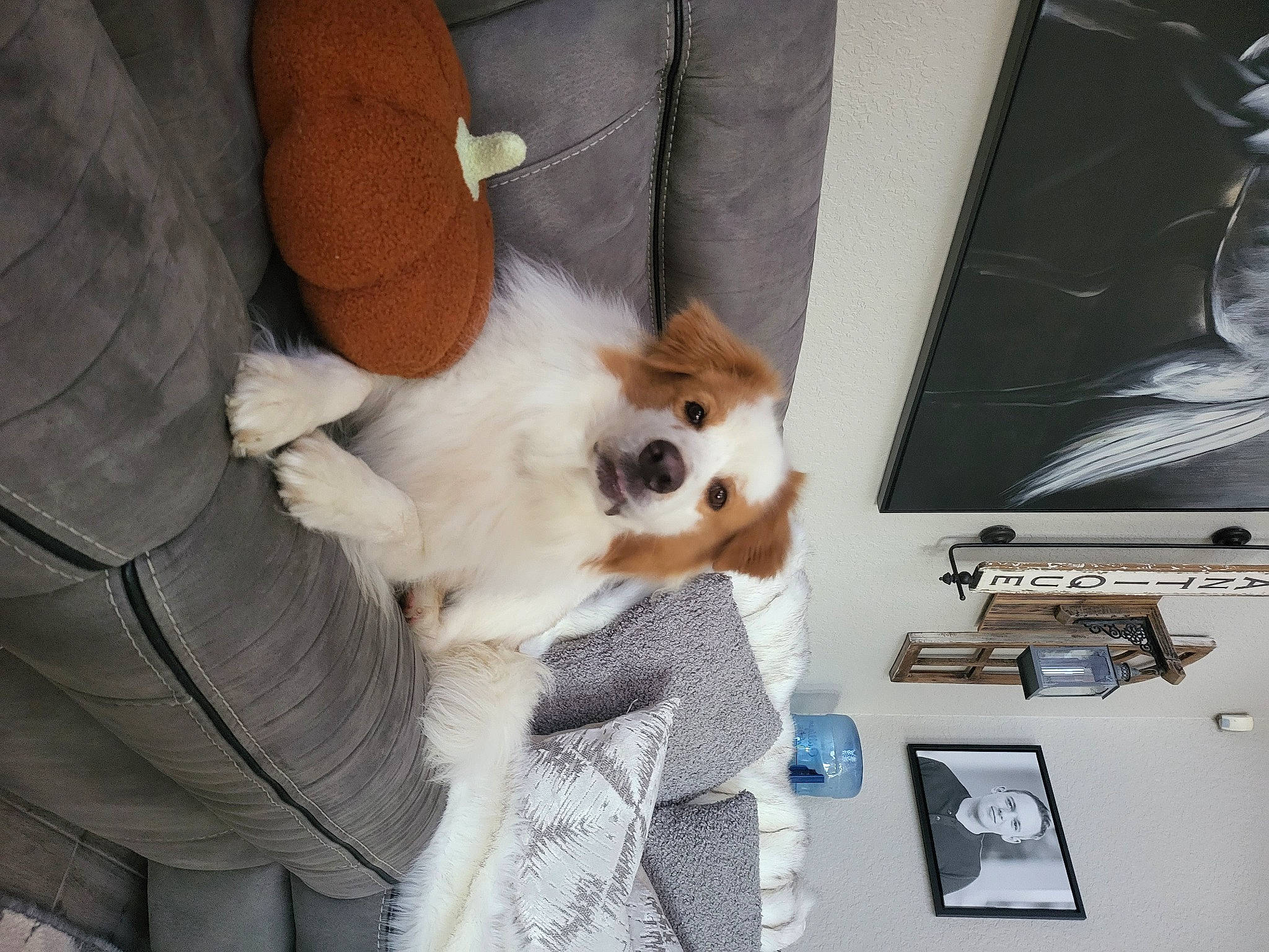 Strawberry joined the competition — help win amazing prizes! audio_equipment, carnivore, comfort, companion_dog, corgi_chihuahua, dog, dog_breed, dog_supply, fawn, fur, non_sporting_group, spitz, toy_dog, whiskers