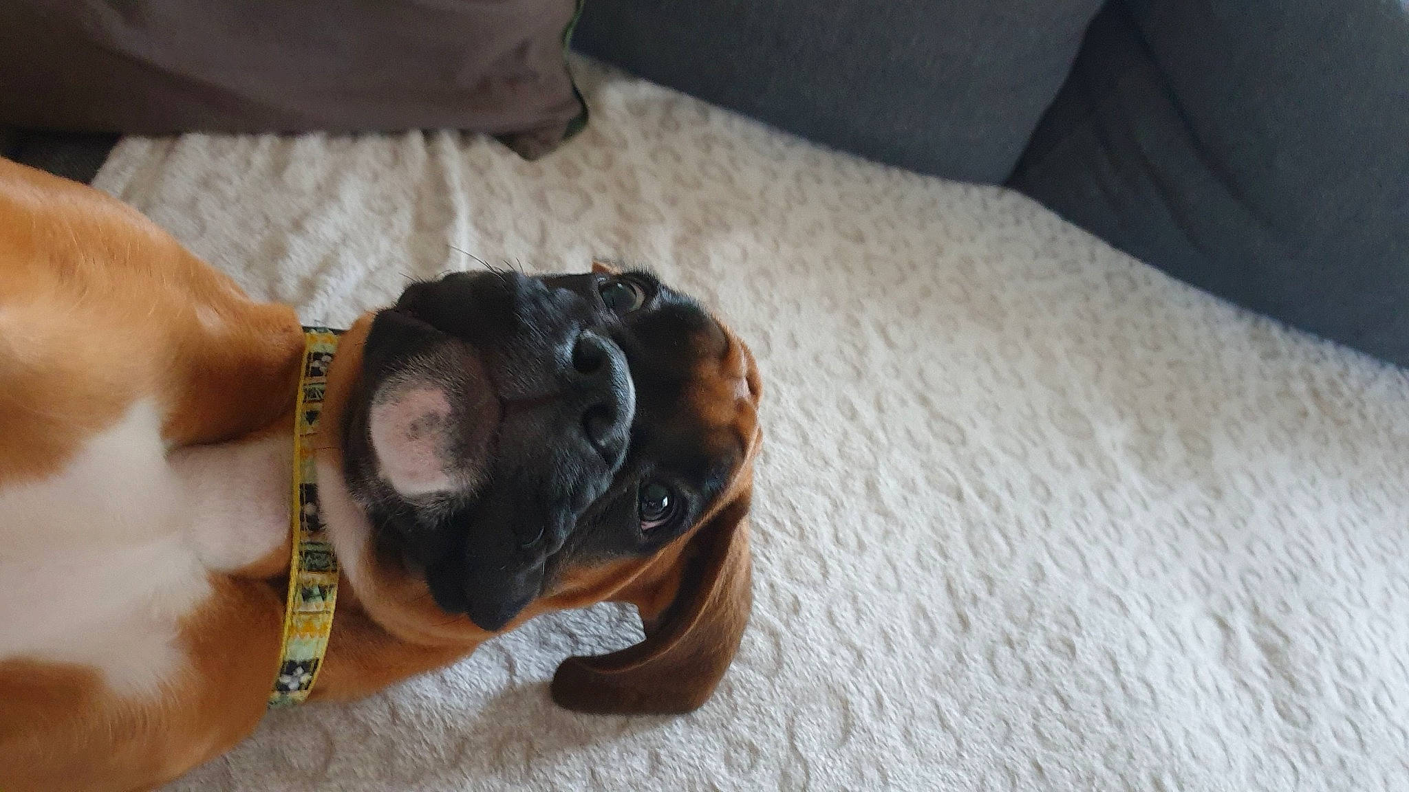 Ryo participe au concours pour gagner de l'argent avec cette photo : canidae, carnivore, comfort, companion_dog, couch, dog, dog_breed, eyewear, fawn, glasses, goggles, human_leg, rottweiler, snout, sporting_group, sunglasses, whiskers, wood, working_animal, wrist