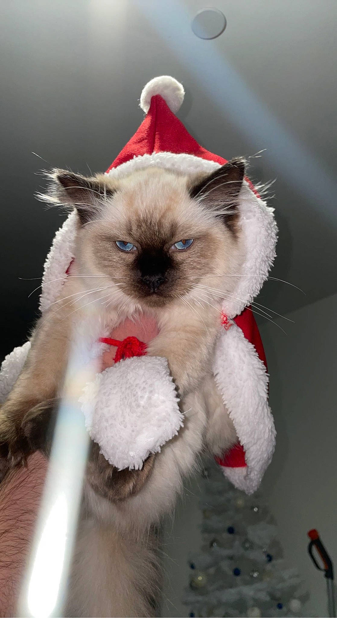 Misty joined the competition — help win amazing prizes! balinese, birman, carnivore, cat, collar, domestic_short_haired_cat, eyelash, fawn, felidae, fur, paw, ragdoll, siamese, small_to_medium_sized_cats, snout, tail, thai, tonkinese, whiskers, wildlife