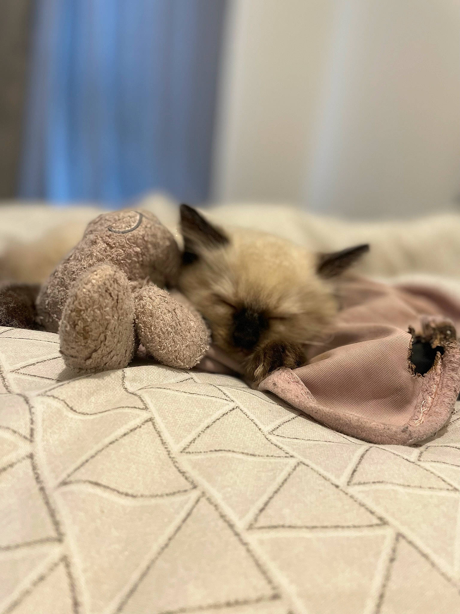 Misty is registered to the contest to win money with this photo: balinese, carnivore, cat, claw, comfort, dog_breed, fawn, felidae, flooring, fur, grey, linens, nap, paw, siamese, small_to_medium_sized_cats, snout, tail, terrestrial_animal, whiskers