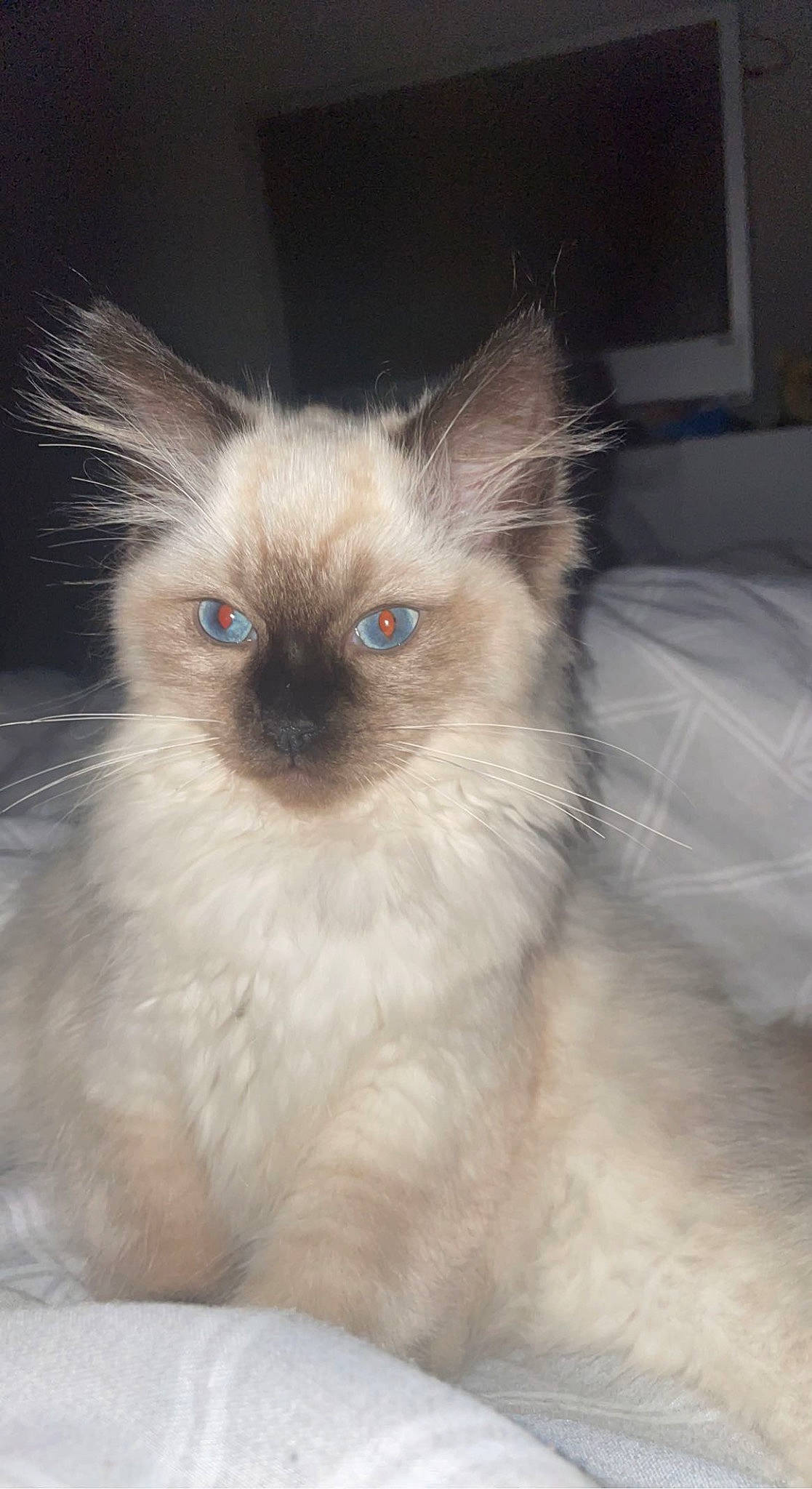 Misty is registered to the contest to win money with this photo: balinese, birman, carnivore, cat, ear, electric_blue, fawn, felidae, fur, ragdoll, siamese, small_to_medium_sized_cats, snout, terrestrial_animal, thai, tonkinese, whiskers