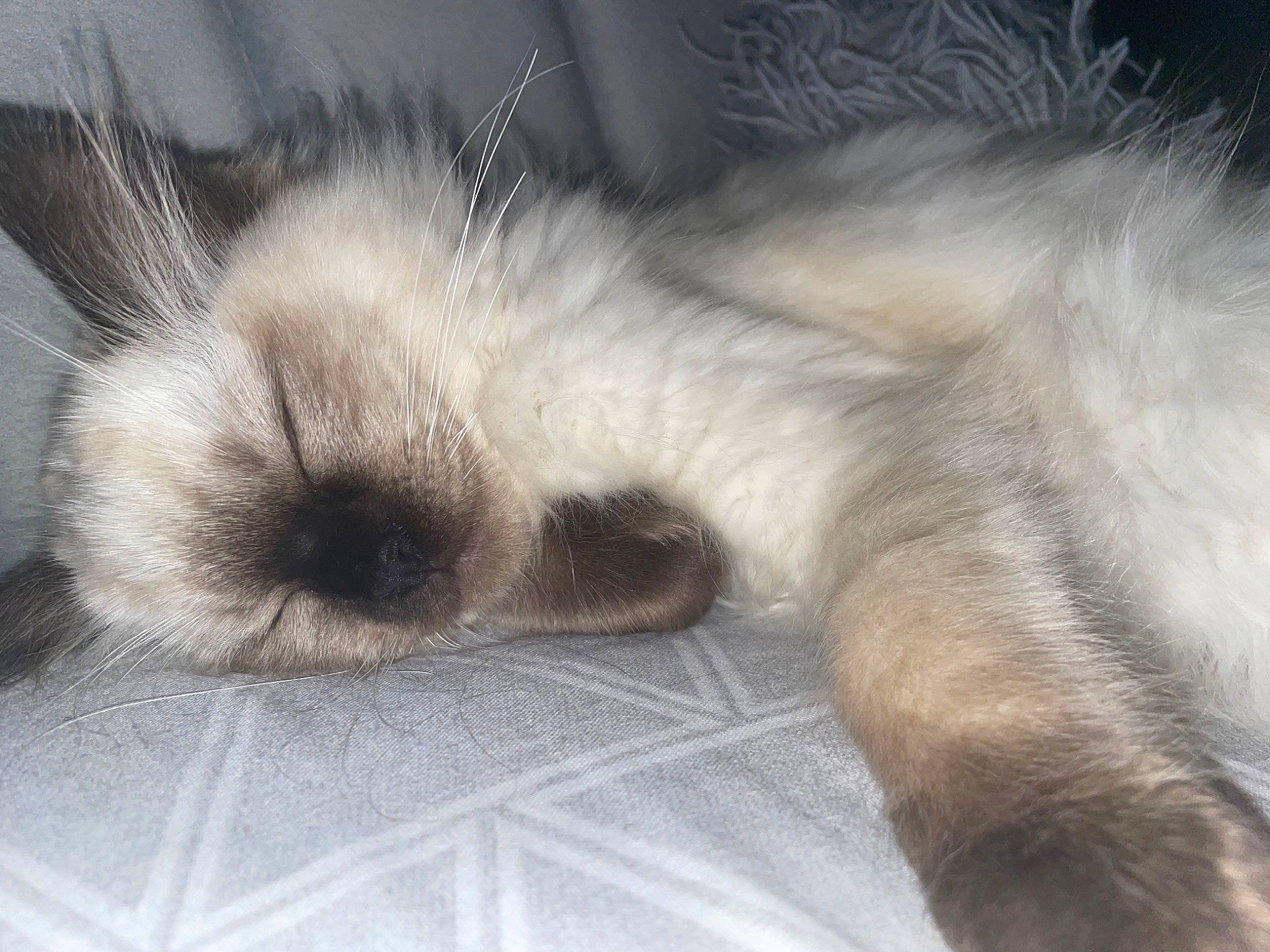 Misty joined the competition — help win amazing prizes! canidae, carnivore, claw, comfort, companion_dog, dog_breed, fawn, felidae, fur, nap, paw, sleep, small_to_medium_sized_cats, snout, sporting_group, tail, terrestrial_animal, toy_dog, whiskers, wildlife