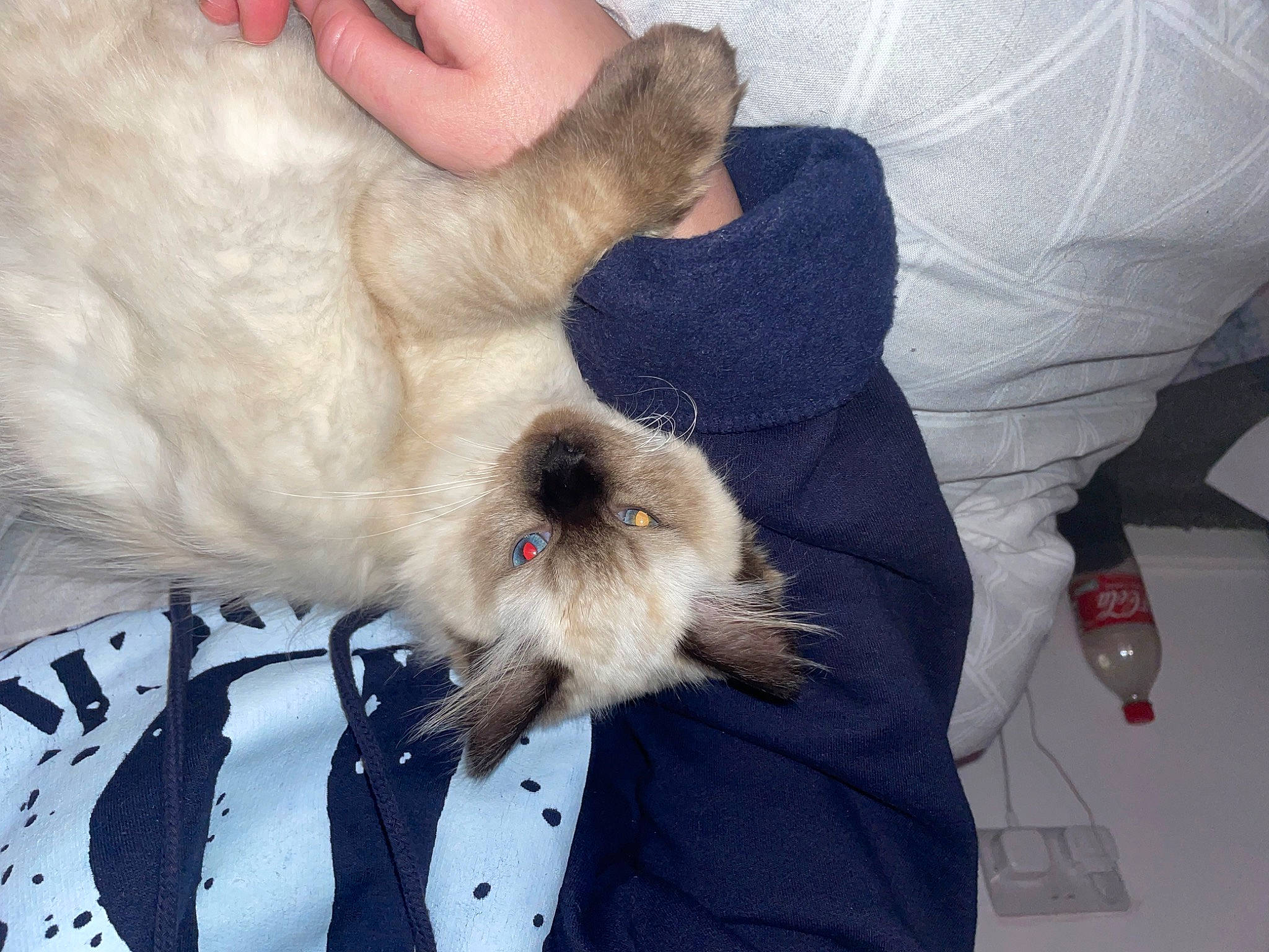 Misty is registered to the contest to win money with this photo: canidae, carnivore, comfort, companion_dog, dog, dog_breed, felidae, fur, gesture, paw, puppy_love, small_terrier, small_to_medium_sized_cats, snout, sporting_group, tail, terrier, toy_dog, whiskers, white