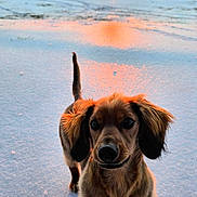 Alfie is registered to the contest to win money with this photo: cute, dachshund, dog, ears, fence, field, fur, horizon, muzzle, outdoors, paws, pet, portrait, reflection, snow, standing, sun, sunset, trees, winter
