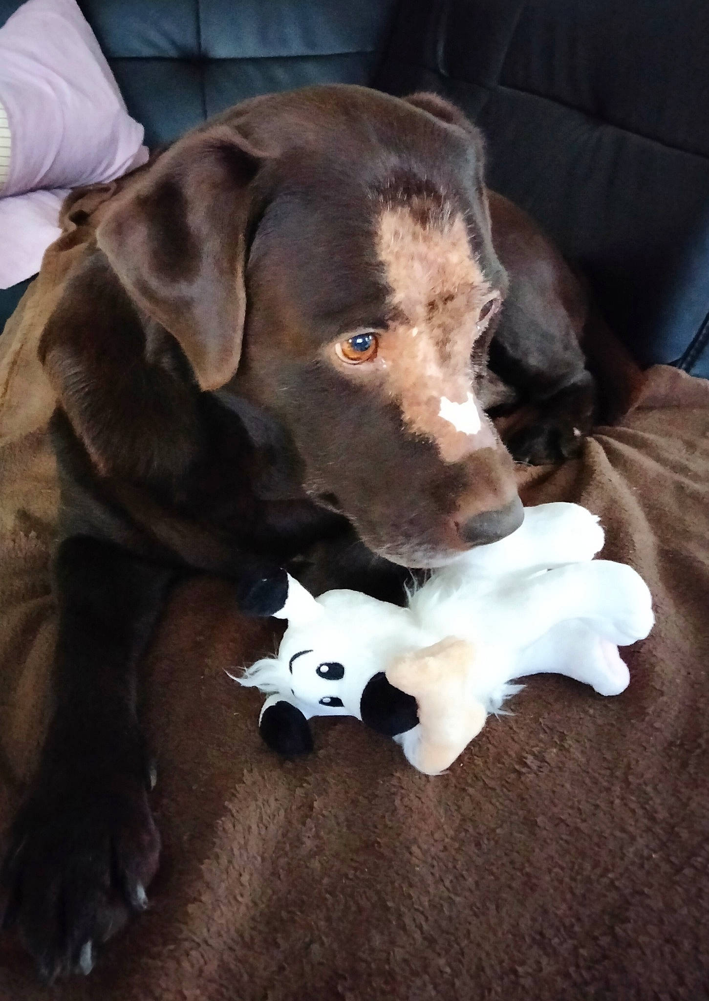Hoxane participe au concours pour gagner de l'argent avec cette photo : brown, canidae, carnivore, comfort, companion_dog, dog, dog_breed, dog_supply, dog_toy, fawn, fur, gun_dog, labrador_retriever, liver, pet_supply, snout, sporting_group, toy, vertebrate, working_animal