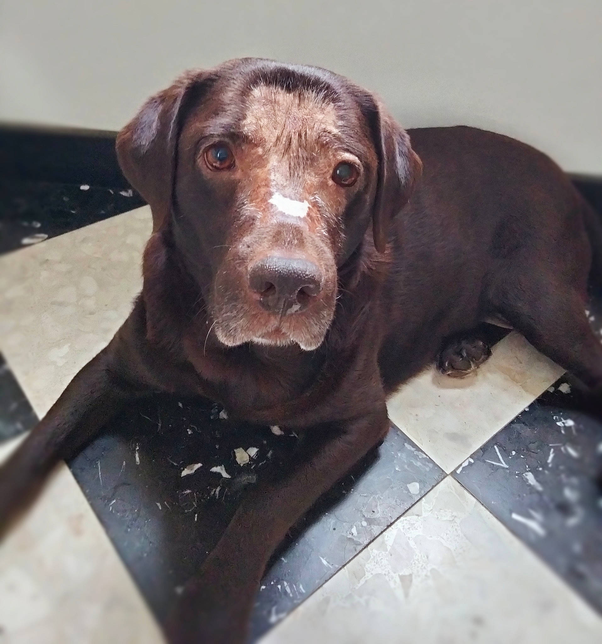 Hoxane participe au concours pour gagner de l'argent avec cette photo : canidae, carnivore, companion_dog, dog, dog_breed, dog_collar, gun_dog, liver, pet_supply, pointing_breed, snout, sporting_group, working_animal, working_dog