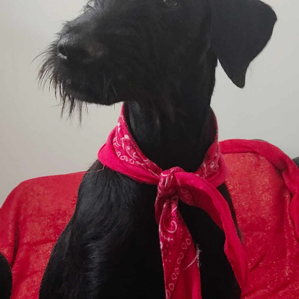 Taya a rejoint le concours — aidez-le/la à gagner de superbes lots ! animal, bandana, black_dog, calm, canine, companion, couch, cute, dog, domestic_animal, fur, furniture, household, indoor, looking_away, pet, portrait, red_bandana, side_view, sitting