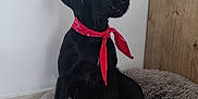 Taya participe au concours pour gagner de l'argent avec cette photo : alert, animal, bandana, black_dog, canine, companion, dog, domestic_animal, floor, fluffy_bed, furry, indoor, mammal, pet, pet_bed, portrait, red_bandana, sitting, white_wall, wooden_furniture