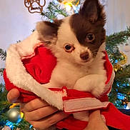 Lixie participe au concours pour gagner de l'argent avec cette photo : dog, puppy, hands, blanket, christmas_tree, holiday, decorations, ornaments, red, white, fur, cute, pet, indoors, festive, warm, cozy, small, looking, closeup