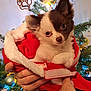 blanket, christmas_tree, closeup, cozy, cute, decorations, dog, festive, fur, hands, holiday, indoors, looking, ornaments, pet, puppy, red, small, warm, white