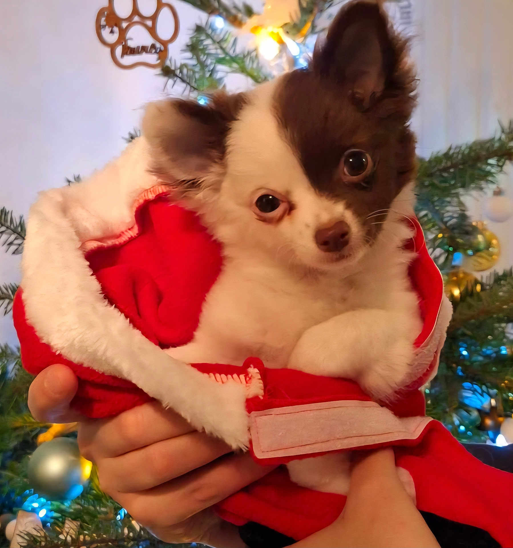 Lixie participe au concours pour gagner de l'argent avec cette photo : dog, puppy, hands, blanket, christmas_tree, holiday, decorations, ornaments, red, white, fur, cute, pet, indoors, festive, warm, cozy, small, looking, closeup