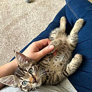 Taz is registered to the contest to win money with this photo: kitten, cat, pet, animal, lap, hand, carpet, toy, indoor, cute, feline, fur, whiskers, relaxed, domestic, young, striped, playing, person, casual