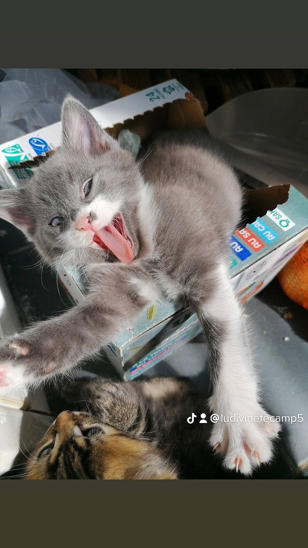 Inaya participe au concours pour gagner de l'argent avec cette photo : carnivore, cat, cat_supply, claw, collar, domestic_short_haired_cat, fawn, felidae, fur, paw, photo_caption, small_to_medium_sized_cats, snout, tail, whiskers