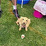 dog, puppy, grass, leash, person, sneakers, socks, kiddie_pool, trash_bin, outdoor, summer, pet, cute, waiting, pink, greenery, young_dog, play_area, small_cup, canine