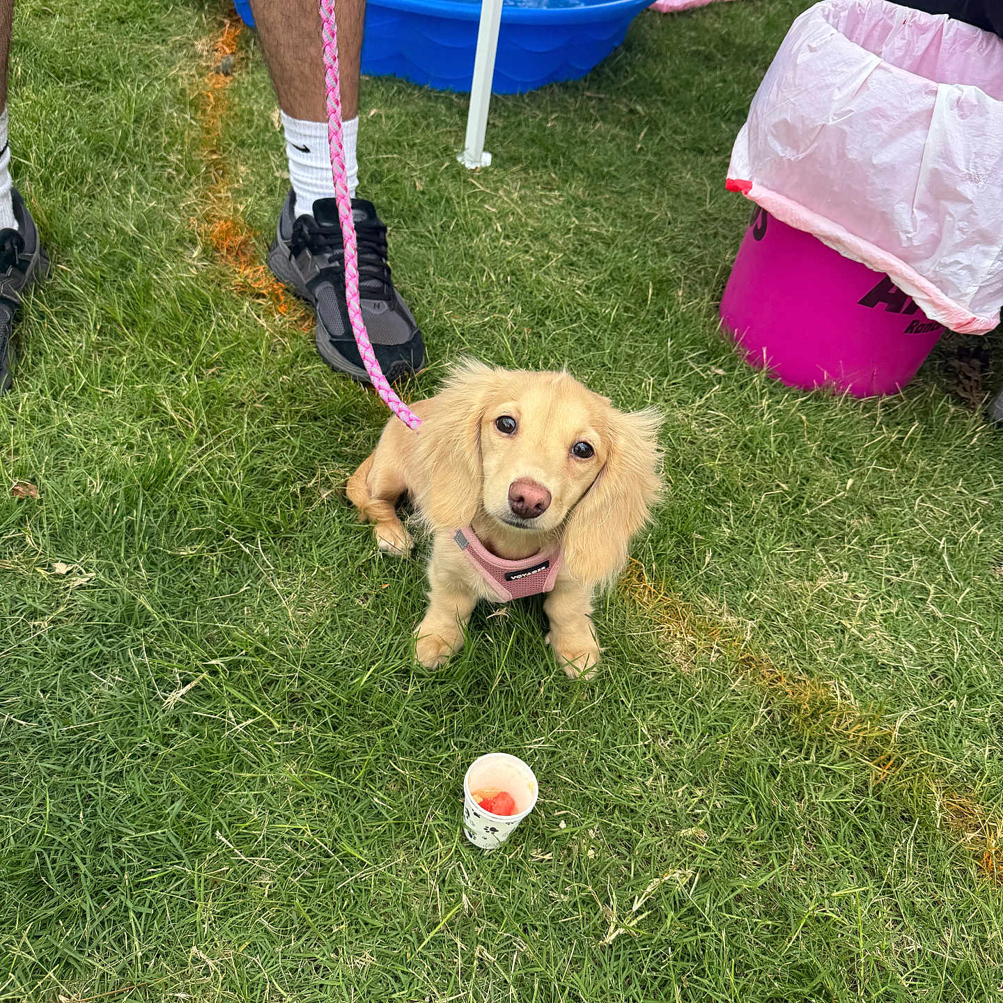 Misa is registered to the contest to win money with this photo: dog, puppy, grass, leash, person, sneakers, socks, kiddie_pool, trash_bin, outdoor, summer, pet, cute, waiting, pink, greenery, young_dog, play_area, small_cup, canine