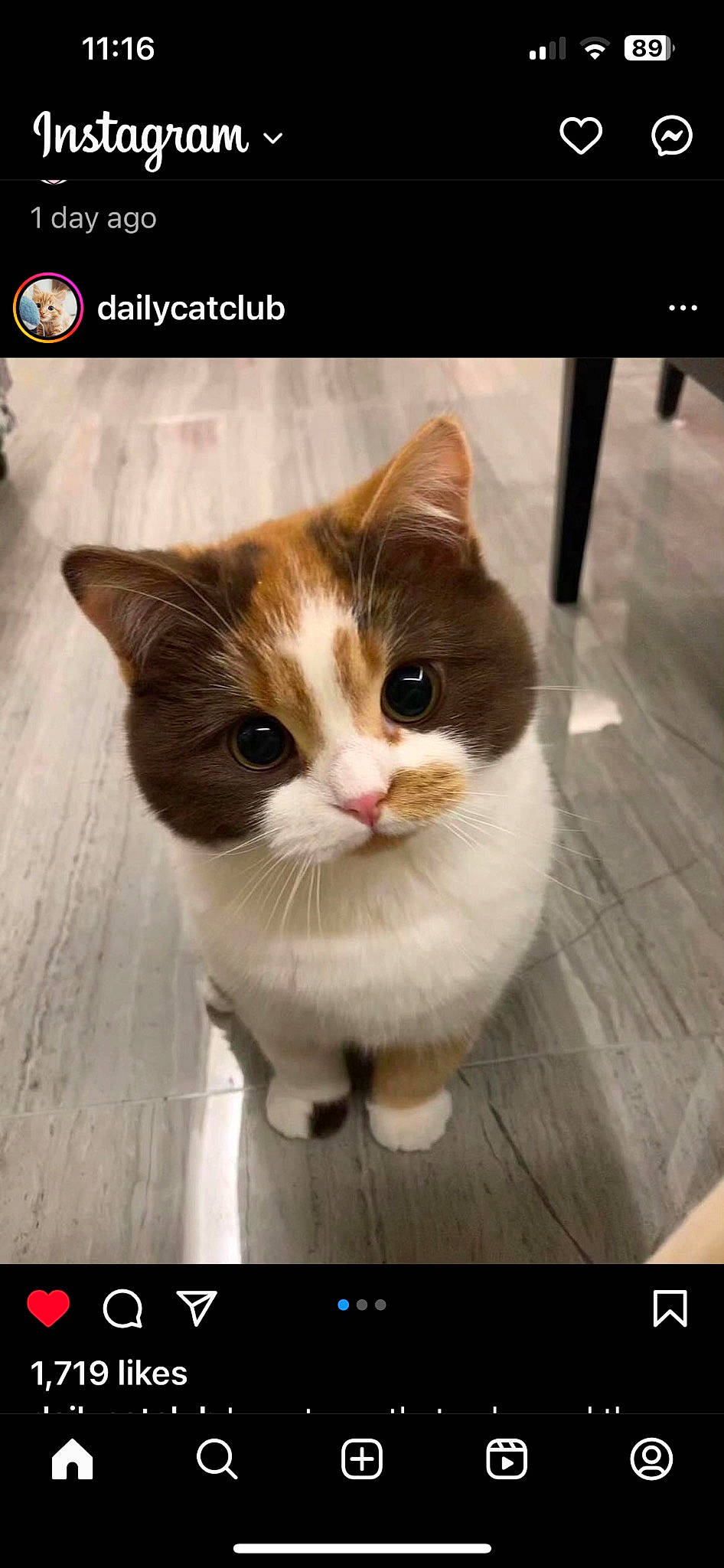 Sushi joined the competition — help win amazing prizes! carnivore, cat, domestic_short_haired_cat, fawn, felidae, font, fur, internet_meme, paw, photo_caption, photography, rectangle, screenshot, small_to_medium_sized_cats, snout, stock_photography, tail, whiskers, window, wood