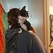 Nyx is registered to the contest to win money with this photo: animal, back_view, black_and_white_cat, casual, cat, collar, cozy, curious, doorway, feline, hand, home, hoodie, indoor, living_space, person, pet, rainbow, shoulder, wall_decoration