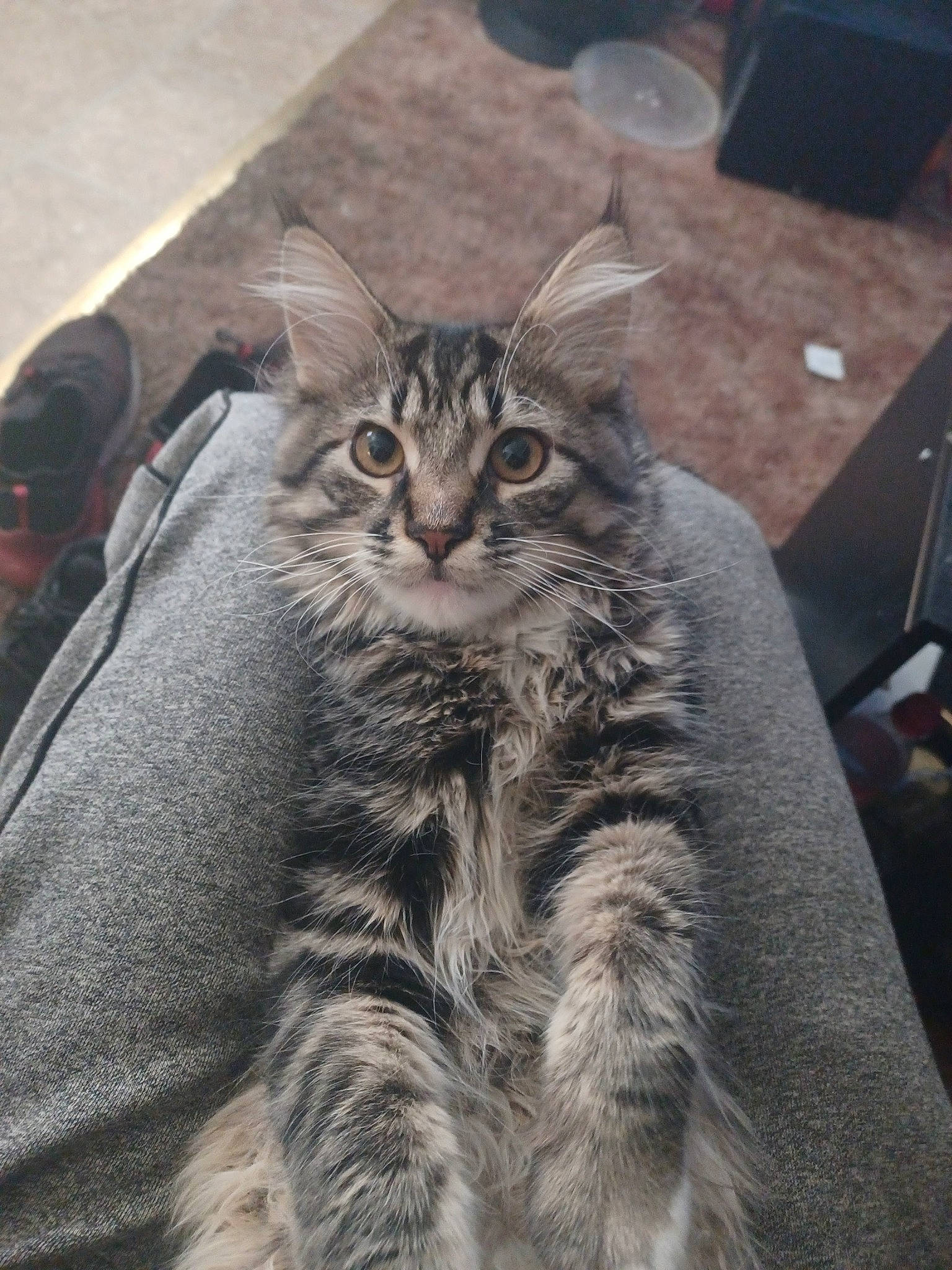 Neeko is registered to the contest to win money with this photo: automotive_tire, carnivore, cat, claw, domestic_short_haired_cat, felidae, fur, grey, paw, small_to_medium_sized_cats, snout, tail, terrestrial_animal, whiskers