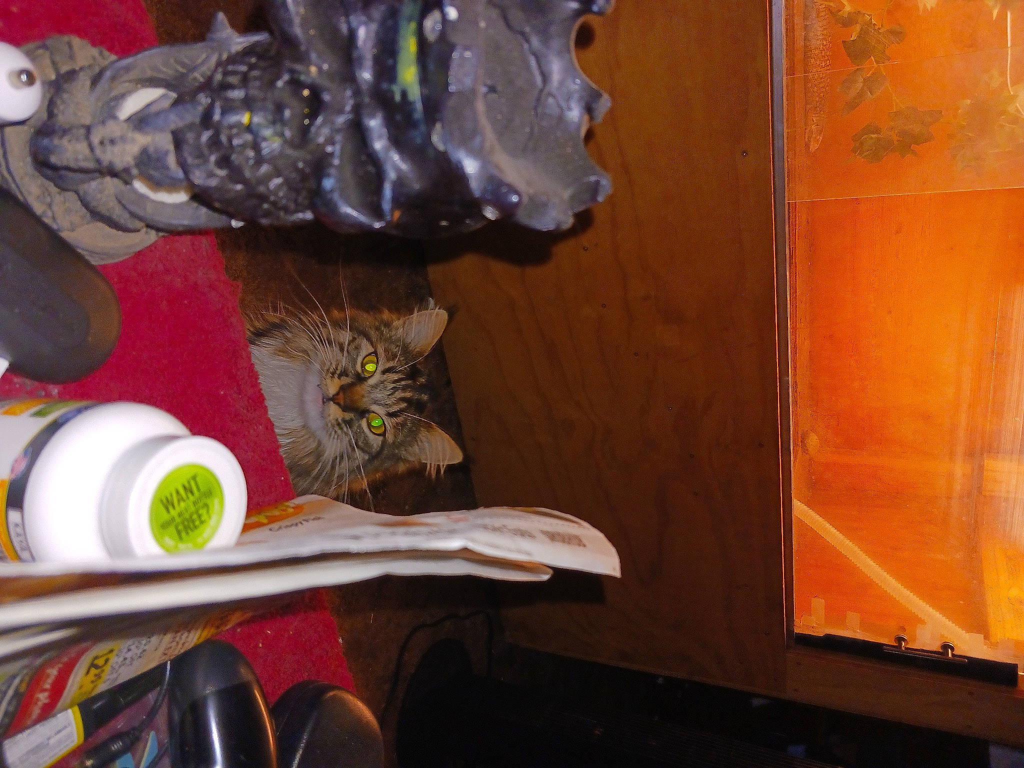 Neeko is registered to the contest to win money with this photo: carnivore, cat, cat_supply, domestic_short_haired_cat, felidae, fish, glass, plant, plastic_bag, plastic_bottle, room, shelf, small_to_medium_sized_cats, tail, tints_and_shades, visual_arts, whiskers, window, wood