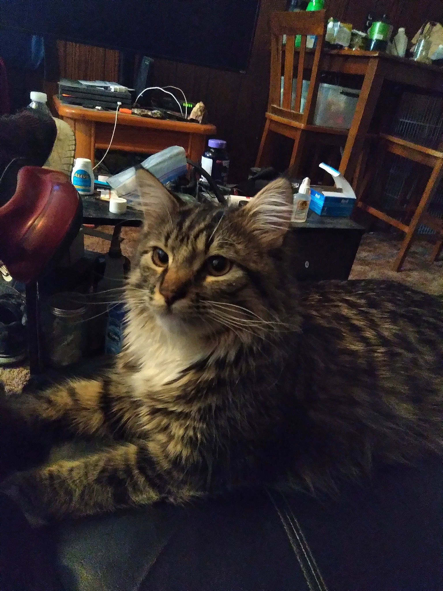 Neeko is registered to the contest to win money with this photo: bookcase, carnivore, cat, chair, comfort, darkness, domestic_short_haired_cat, drawer, felidae, flooring, fur, furniture, hardwood, musical_instrument, room, shelf, sitting, small_to_medium_sized_cats, whiskers, wood