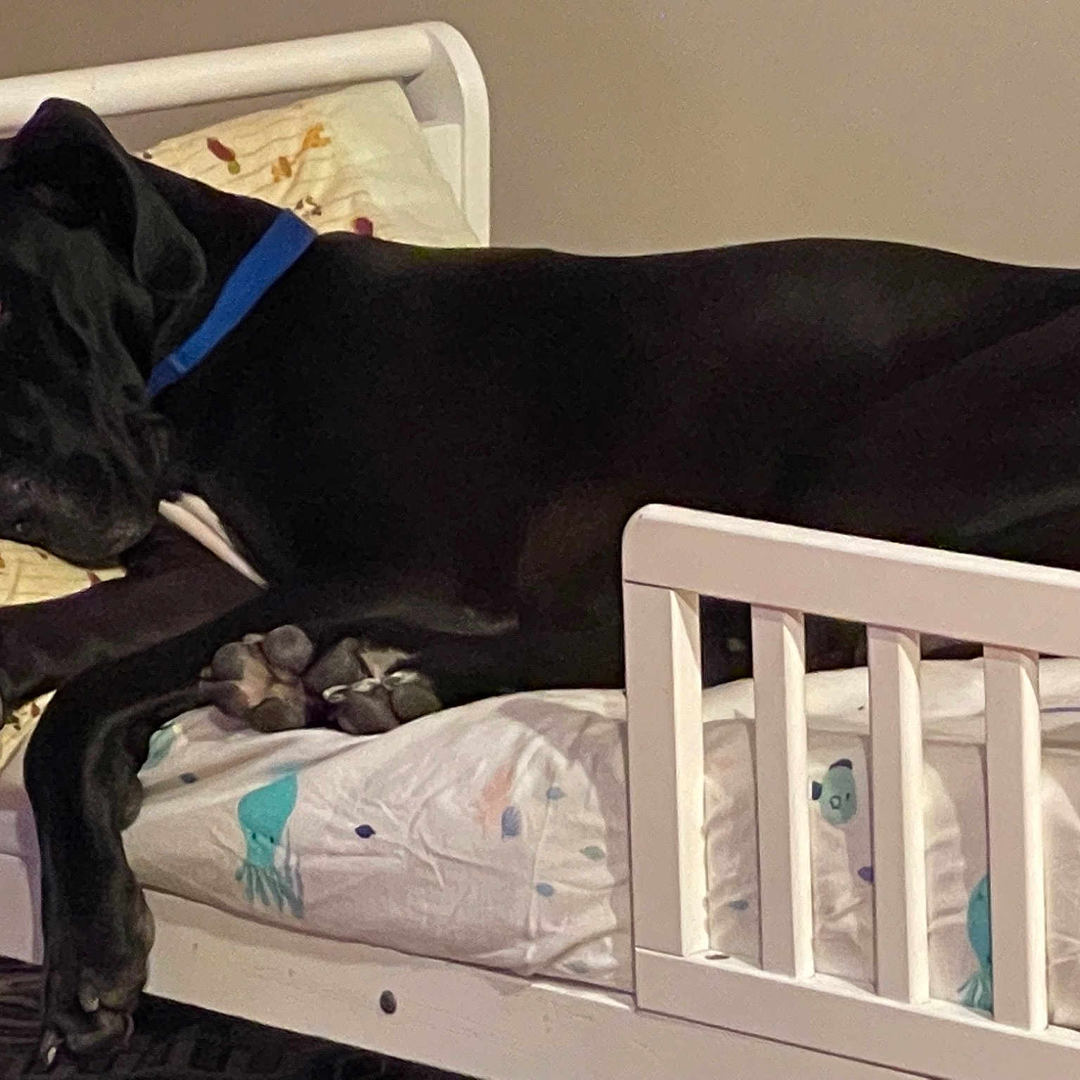 Odin joined the competition — help win amazing prizes! bed, borador, carnivore, collar, comfort, companion_dog, couch, dog, dog_breed, dog_collar, dog_supply, fawn, guard_dog, gun_dog, linens, pet_supply, sporting_group, studio_couch, tail, working_animal